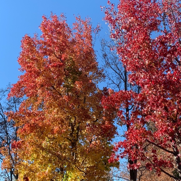 Meet your Posher, Jane - Picture 1 of 1